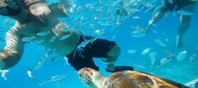 La plongée et le snorkeling image